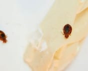Wave Pest Services provides bed bug control in Mesa, offering environmentally friendly solutions that eliminate bed bugs and protect your home from future infestations. Call (480) 759-5700 for a free inspection and expert bed bug management.