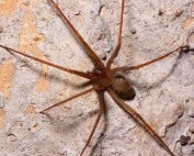 Wave Pest Services delivers effective scorpion control for homes in Mesa, using safe and environmentally friendly methods to eliminate scorpions and protect your family. Call (480) 759-5700 to schedule your free inspection and enjoy a pest-free home.