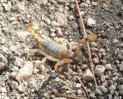 Wave Pest Services offers humane rodent control solutions for Mesa, providing advanced pest management techniques that ensure lasting rodent prevention. Call (480) 759-5700 for a free consultation and personalized pest control services.