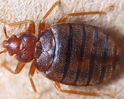 Wave Pest Services provides eco-friendly termite control solutions in Mesa, offering expert treatments to eliminate termites and safeguard your home from damage. Call (480) 759-5700 for a free inspection and long-lasting termite prevention.