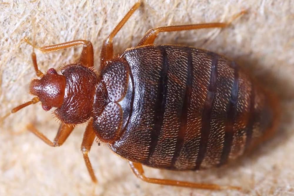 bed_bug_on_furniture