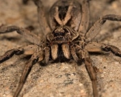 Wave Pest Services offers expert pest control for commercial properties in Mesa, delivering customized treatments that protect your business from pests while maintaining environmental safety. Call (480) 759-5700 for a free inspection and professional pest management.