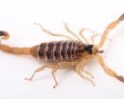 Wave Pest Services delivers effective scorpion control for homes in Mesa, using safe and family-friendly pest control methods to eliminate scorpions from your property. Call (480) 759-5700 for a free inspection and customized scorpion solutions.