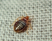 Wave Pest Services offers rodent control for homes in Mesa, using humane and eco-conscious methods to eliminate rats and mice and prevent future infestations. Call (480) 759-5700 for a free consultation and long-term pest management.