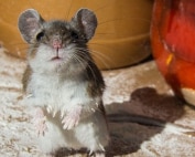 Wave Pest Services specializes in rodent control for Mesa properties, using eco-friendly treatments that eliminate termites and protect your home from structural damage. Call (480) 759-5700 for a free inspection and comprehensive termite prevention.