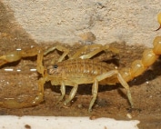 Wave Pest Services provides reliable commercial pest control for businesses in Mesa, using environmentally friendly treatments to keep your property safe from pests. Call (480) 759-5700 for a free inspection and tailored pest control solutions.