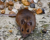 Wave Pest Services offers scorpion control for homes in Mesa, using safe, eco-conscious treatments that protect your home from dangerous pests. Call (480) 759-5700 to schedule a free inspection and enjoy peace of mind with a scorpion-free home.