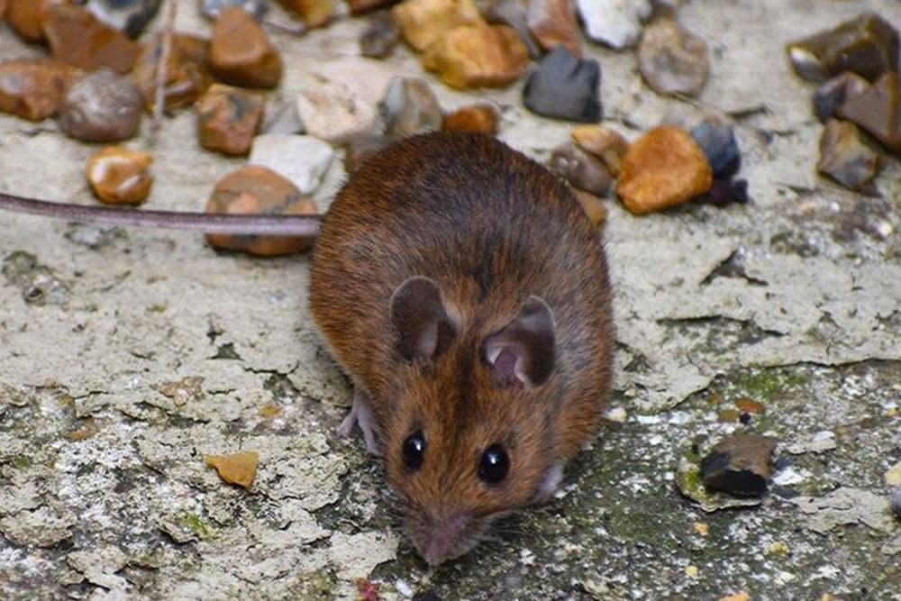 mouse_outside_scavenging