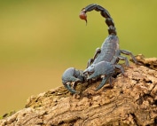 Wave Pest Services offers humane and effective rodent control in Mesa, providing eco-friendly solutions to remove infestations and protect your property from future problems. Call (480) 759-5700 for a free consultation and long-lasting pest control.