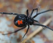 Wave Pest Services provides termite control for Mesa homes, using innovative and environmentally safe treatments to eliminate termites and safeguard your home. Call (480) 759-5700 for a free inspection and personalized termite prevention.