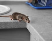 Wave Pest Services delivers commercial pest control solutions in Mesa, offering eco-friendly treatments to protect your business from pests while ensuring environmental safety. Call (480) 759-5700 for a free inspection and expert pest management.