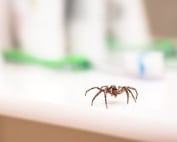 Wave Pest Services provides effective scorpion control in Mesa, using safe and eco-friendly methods to eliminate scorpions from your property and keep your family protected. Call (480) 759-5700 for a free inspection and personalized pest control solutions.