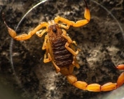 Wave Pest Services offers humane rodent control in Mesa, using environmentally conscious techniques to eliminate rats and mice while ensuring long-lasting pest prevention. Call (480) 759-5700 for a free consultation and rodent-free living.