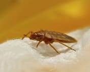 Wave Pest Services specializes in termite control for Mesa homes, offering eco-friendly treatments to eliminate termites and protect your home from costly damage. Call (480) 759-5700 for a free inspection and long-term termite management.