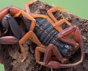 Keep your home safe from scorpions with Wave Pest Services, offering eco-conscious pest control solutions in Mesa that are safe for families and pets. Call (480) 759-5700 to schedule a free inspection and protect your property.