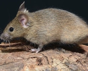 Wave Pest Services specializes in rodent control for Maricopa homes, using humane and eco-friendly methods to remove infestations and prevent future problems. Call (480) 759-5700 for a free consultation and lasting pest control solutions.