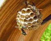 Wave Pest Services delivers customized pest control for commercial properties in Mesa, using safe and environmentally friendly methods to ensure a pest-free environment. Call (480) 759-5700 for a free inspection and professional pest solutions.