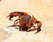 Wave Pest Services offers commercial pest control in Mesa, using eco-friendly treatments to keep your business pest-free while maintaining a safe and healthy environment. Call (480) 759-5700 for a free inspection and expert pest solutions.