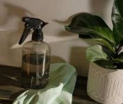 Ensure a safe, eco-friendly approach to pest control with green products recommended by Wave Pest Services. Call us at (480) 759-5700 to protect your home naturally.