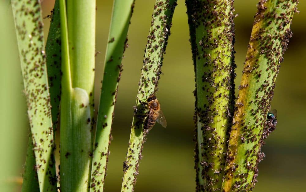 Learn when to contact pest control services to protect your home from infestations. Discover key signs of pests and take action now for a safer, pest-free environment. Call Wave Pest Services today at (480) 759-5700!