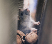 Learn how to prevent pest infestations before they start with expert tips from Wave Pest Services. Call (480) 759-5700 today to protect your home from future pest problems.