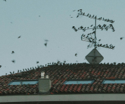 Learn how to identify the signs of a pigeon infestation and find the right solution with Wave Pest Services. Call today for effective pigeon removal at (480) 759-5700.