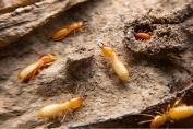 Protect your home's structure from termite damage with expert help from Wave Pest Services. Call (480) 759-5700 today to safeguard your investment with reliable termite control solutions.