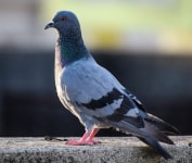 Protect your home and health from the dangers of pigeon droppings with expert advice from Wave Pest Services. Call (480) 759-5700 today for safe and effective pigeon control solutions.