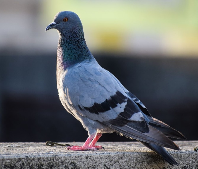 The Dangers of Pigeon Droppings and How to Avoid Them | Wave Pest Services