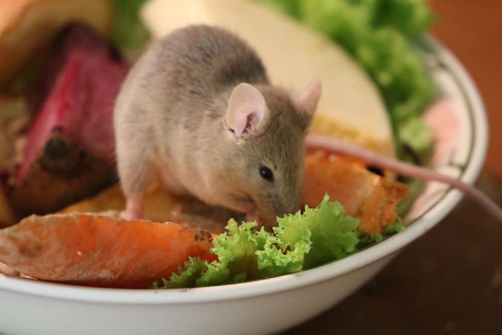 image about health risks of ignoring pest infestations protect your home with wave pest services