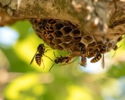 how can you identify a wasp nest on your property in mesa, az