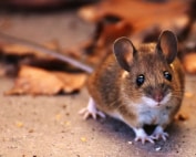 Learn how to safely handle rodent droppings in your Mesa home with guidance from Wave Pest Services. Call (480) 759-5700 for professional rodent control and keep your home safe!