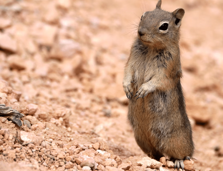 Protect your home from rodents with our expert extermination services in Buckeye, AZ. Wave Pest Control offers effective solutions and prevention. Call us today at [phone number] for a free inspection!