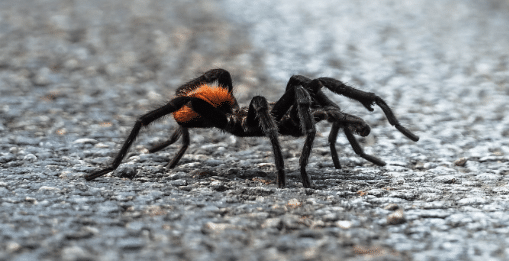 Eliminate spiders from your home with our professional extermination services in Buckeye, AZ. Wave Pest Control provides thorough treatments and prevention. Call us at 480-759-5700 today for a free inspection!