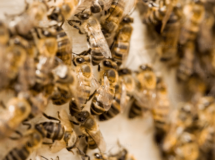 Protect your home from stinging insects with our expert extermination services in Buckeye, AZ. Wave Pest Control ensures safe and effective removal. Call us at 480-759-5700 today!