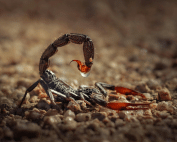 Learn about effective methods for scorpion pest control in Queen Creek with Wave Pest Services. Call (480) 759-5700 to keep your home scorpion-free.