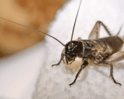 Understand why crickets invade homes and how to prevent them with Wave Pest Services. Call (480) 759-5700 to keep your home cricket-free.