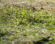 Understand the importance of weed control for pest prevention with Wave Pest Services. Call (480) 759-5700 to protect your yard and home from pests.