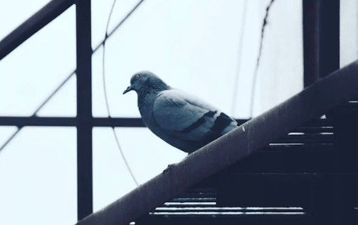 Protect your home from termite damage with our professional extermination services in Buckeye, AZ. Wave Pest Control offers comprehensive termite treatments. Call us at 480-759-5700 today!