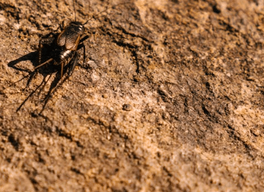 Eliminate cricket infestations with our professional cricket extermination services in Buckeye, AZ. Call Wave Pest Control at 480-759-5700 for effective solutions and a quieter home environment.