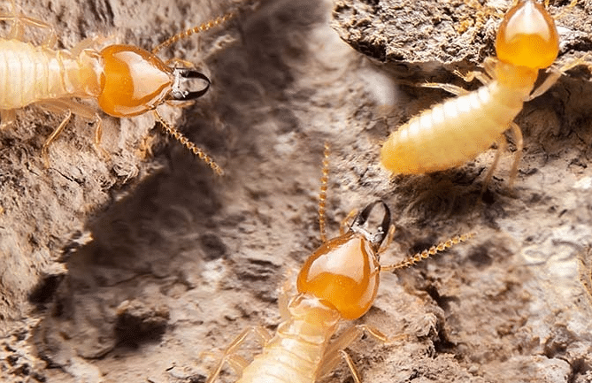 Protect your home from termite damage with our professional extermination services in Buckeye, AZ. Wave Pest Control offers comprehensive termite treatments. Call us at 480-759-5700 today!
