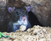 Learn how rodent-proofing can protect your Arizona home from infestations. Call Wave Pest Services at (480) 759-5700 for pest control solutions.