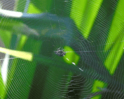 Learn where spiders nest in Arizona homes and how to keep them out. Call Wave Pest Services at (480) 759-5700 for expert pest control.
