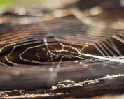 Spider prevention tips for retail safety in Apache Junction with Wave Pest Services. Call (480) 759-5700 for expert pest control solutions.